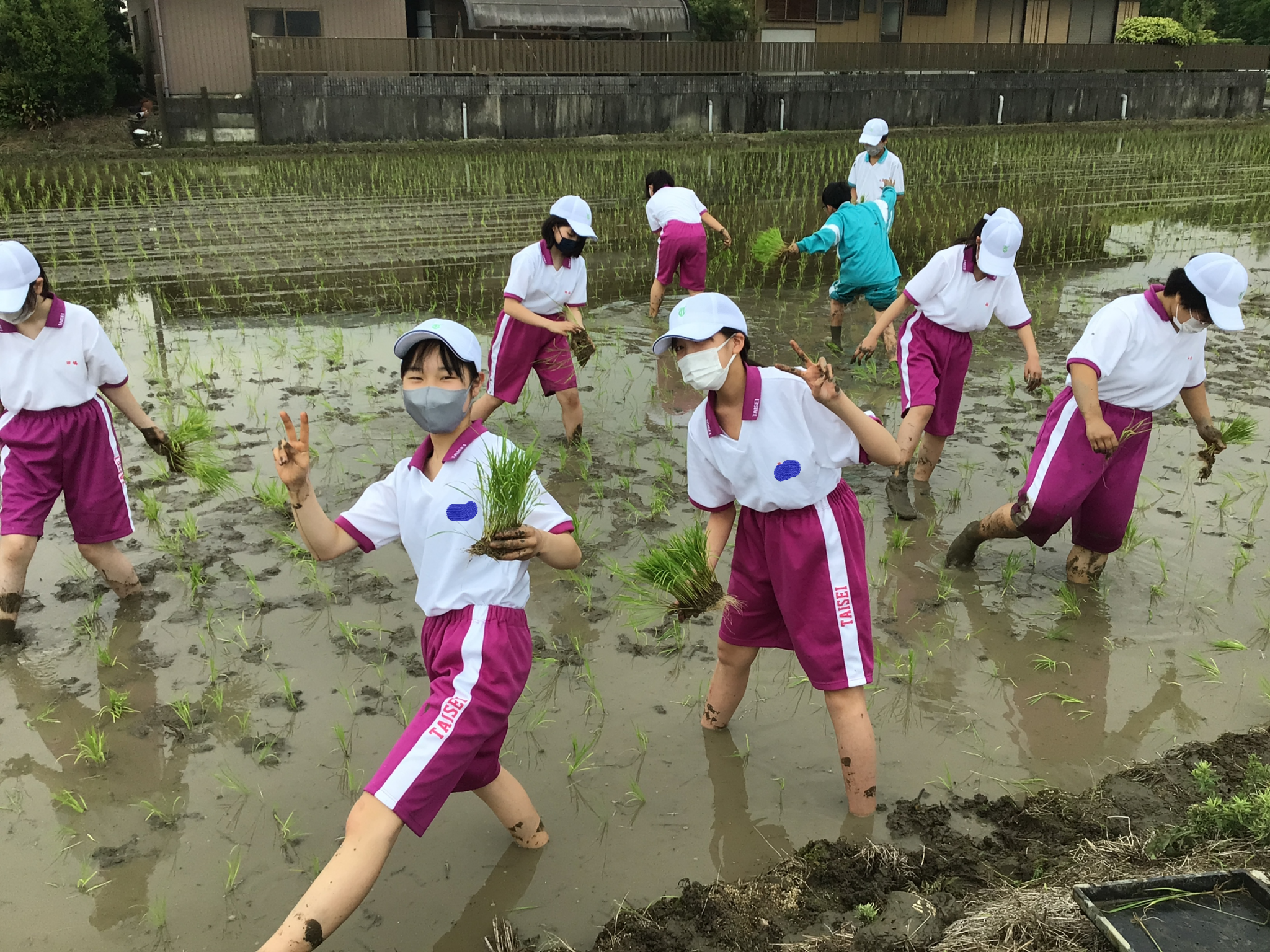 １農業体験調べ学習